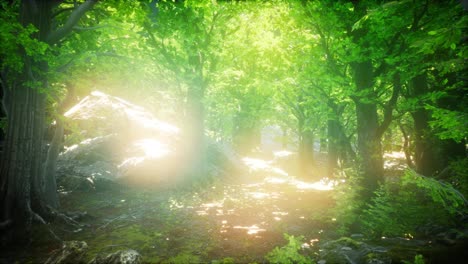 Forest-of-Beech-Trees-illuminated-by-Sunbeams